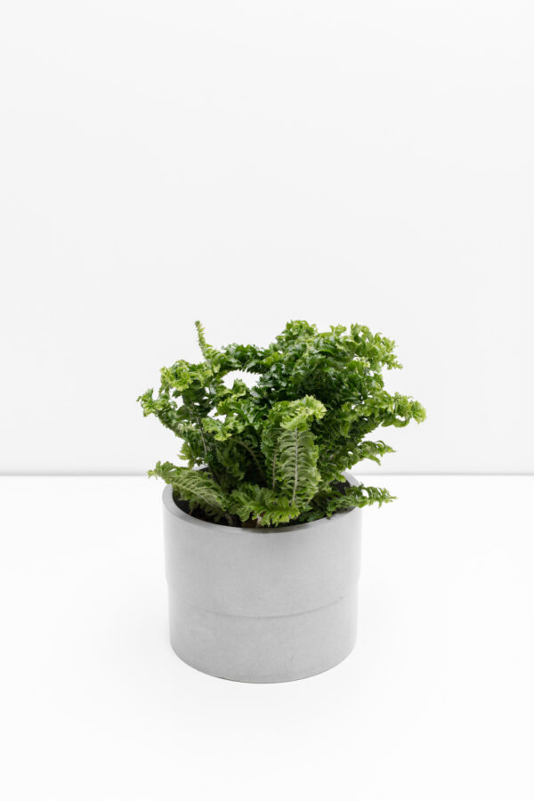 Nephrolepis exaltata Emina