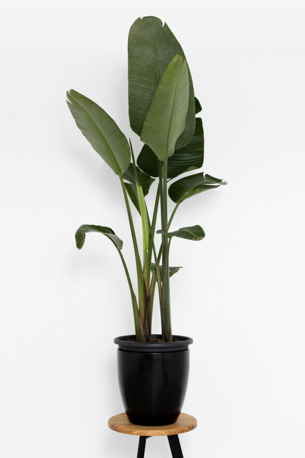 Strelitzia Nicolai - Image 2