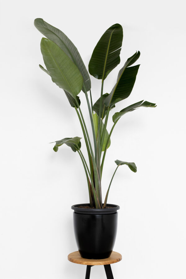 Strelitzia Nicolai