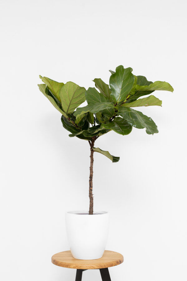Ficus lyrata medis