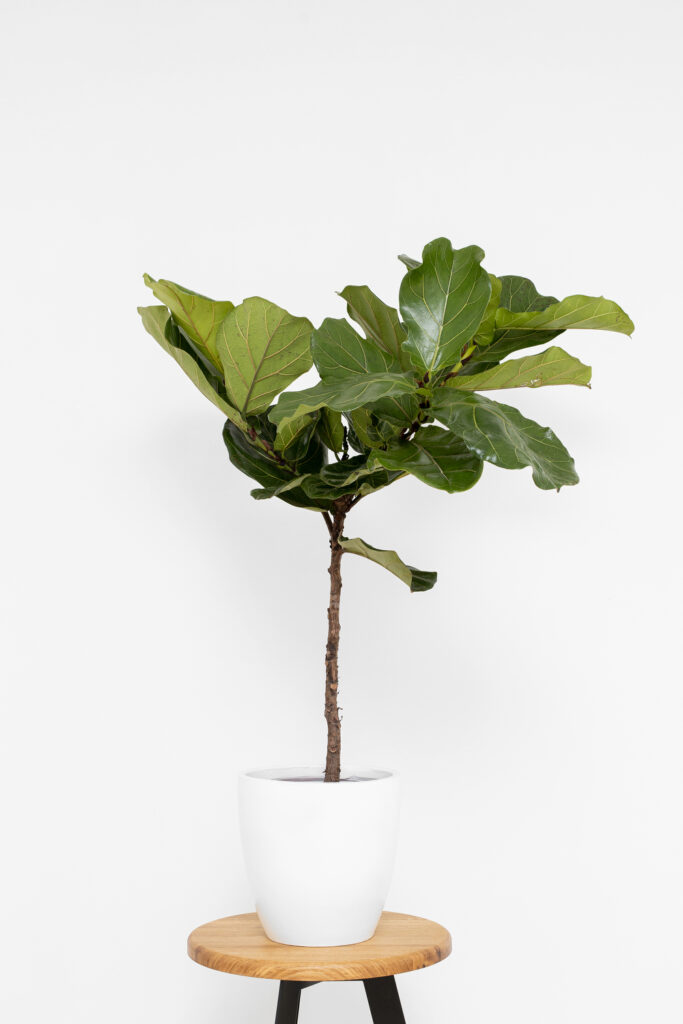 Ficus lyrata medis
