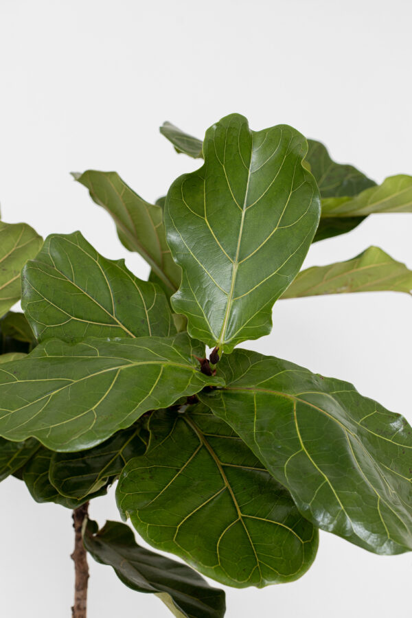 Ficus lyrata medis - Image 2