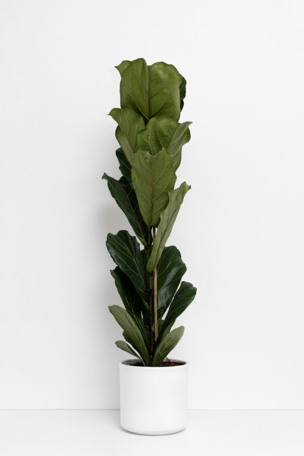 Ficus lyrata