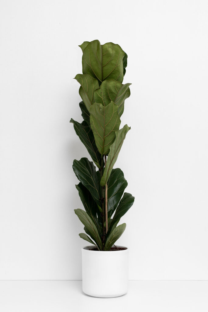 Ficus lyrata