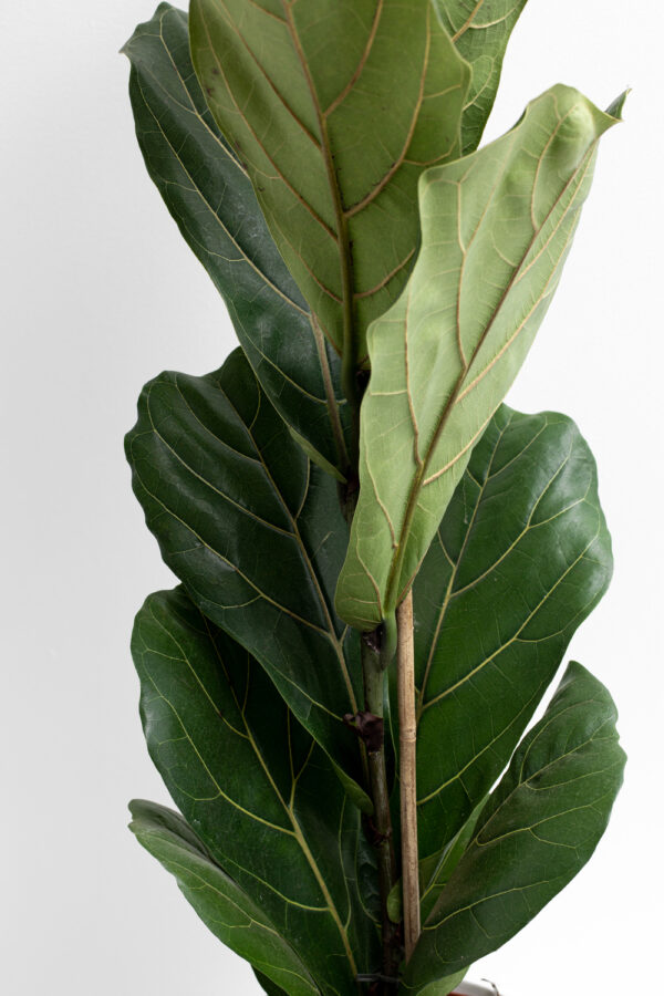 Ficus lyrata - Image 2