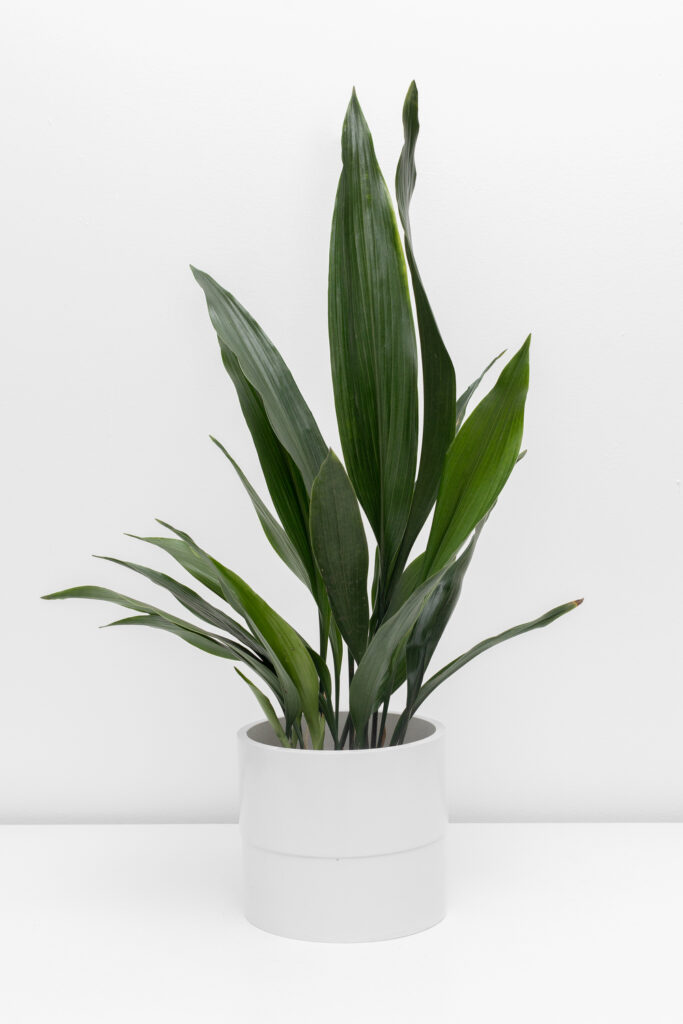 Aspidistra elatior