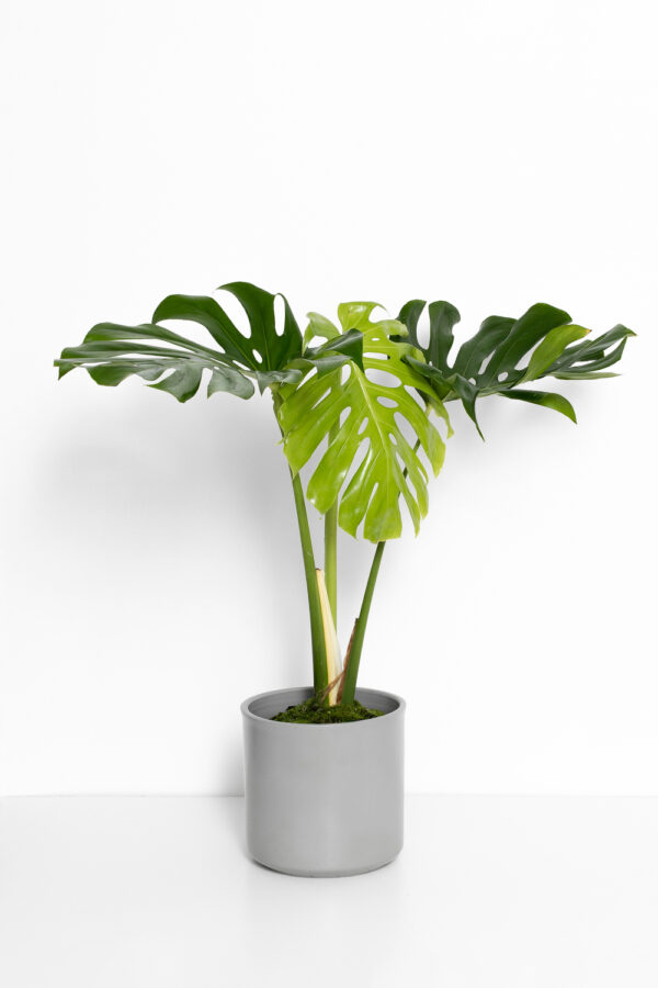 Monstera deliciosa