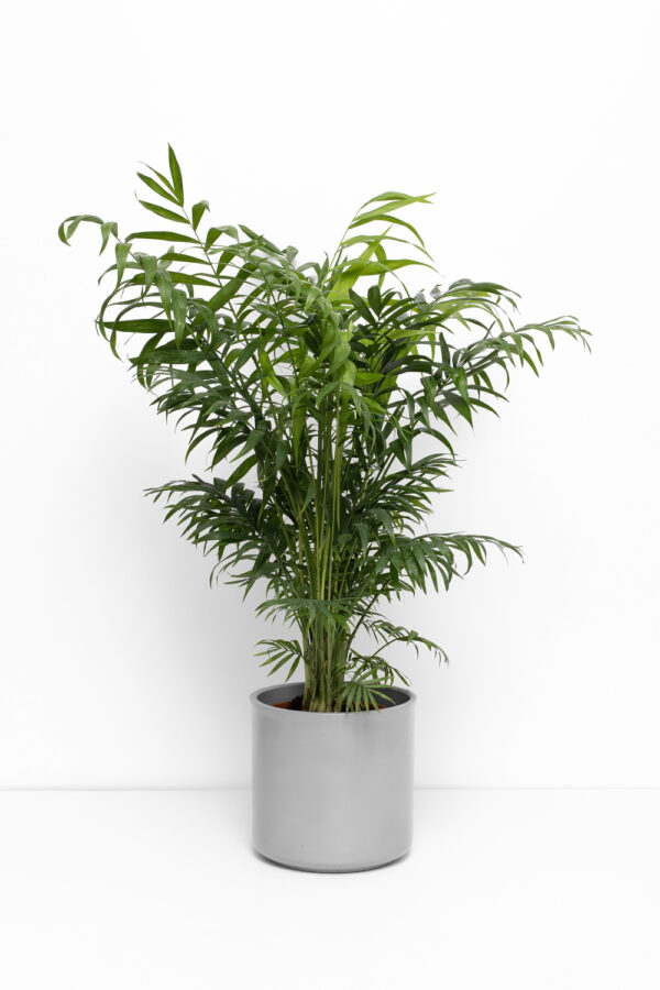 Chamaedorea elegans