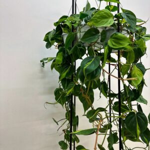 Philodendron scandens Brasil