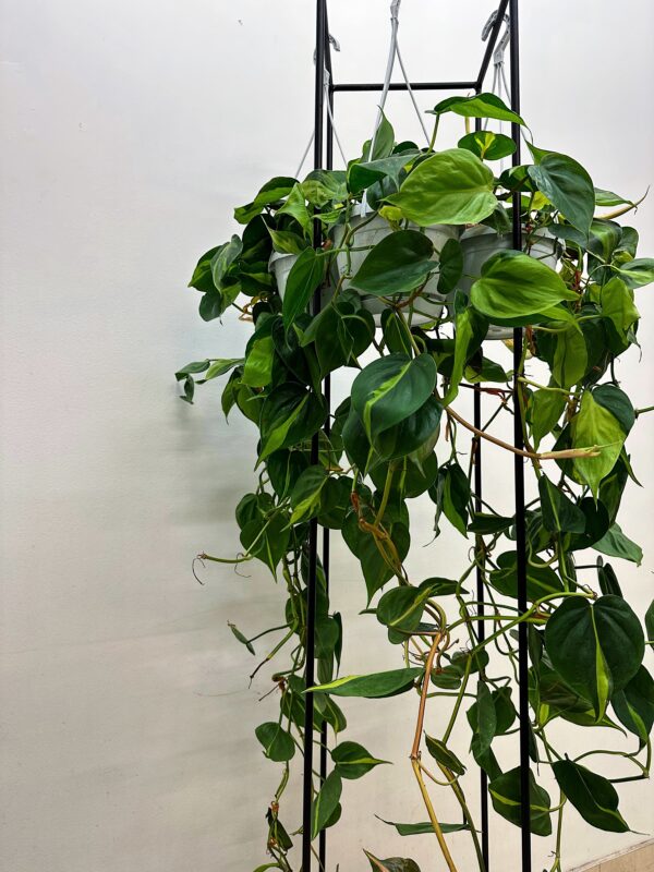 Philodendron scandens Brasil