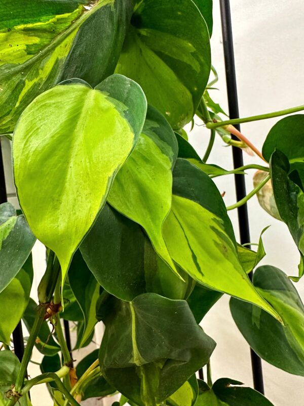 Philodendron scandens Brasil - Image 2