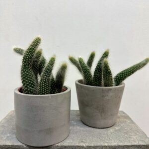 Hildewintera colademononis