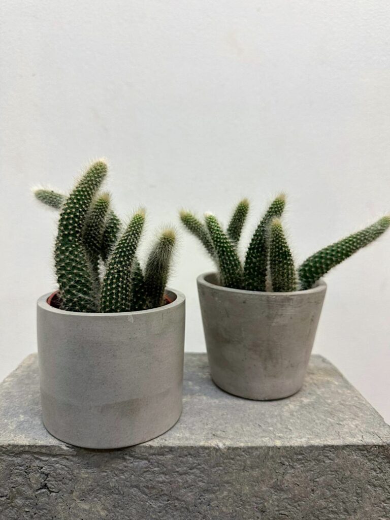 Hildewintera colademononis
