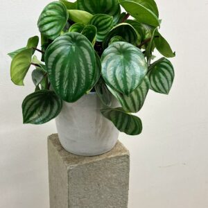 Peperomia Watermelon