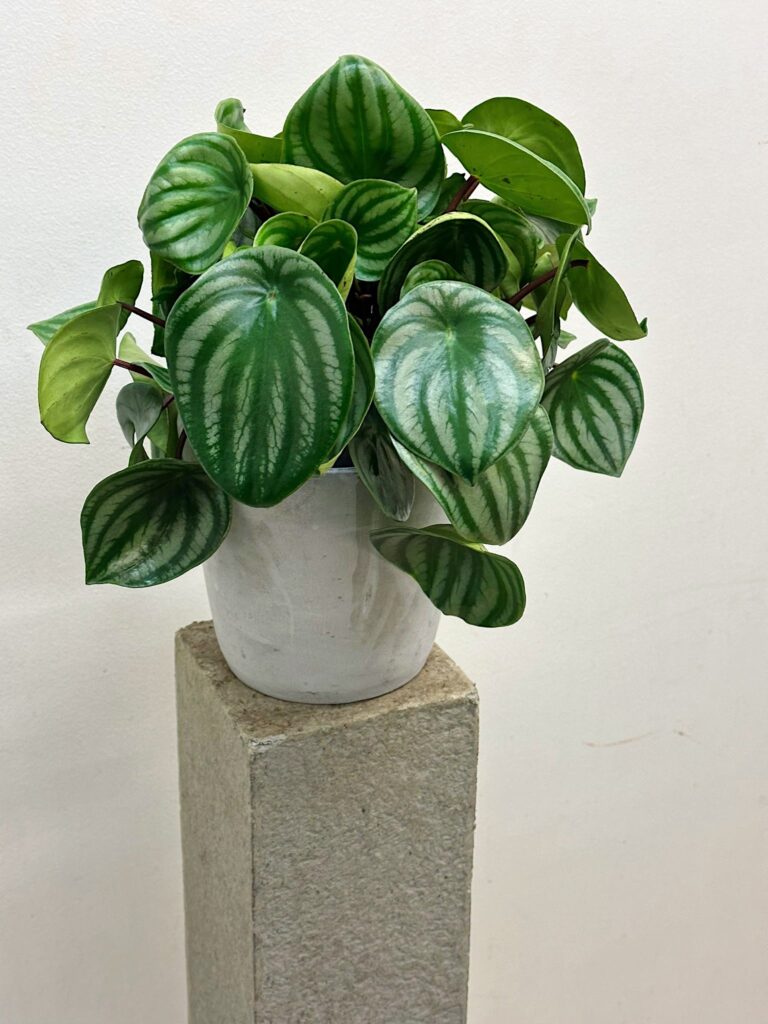 Peperomia Watermelon