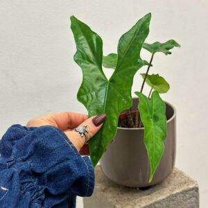 Alocasia nycteris Bat wing