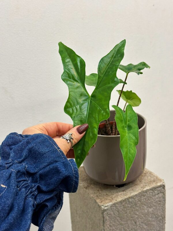 Alocasia nycteris Bat wing