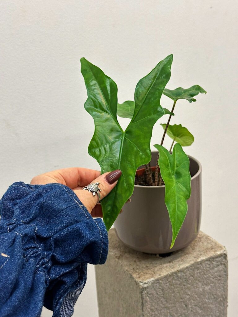 Alocasia nycteris Bat wing