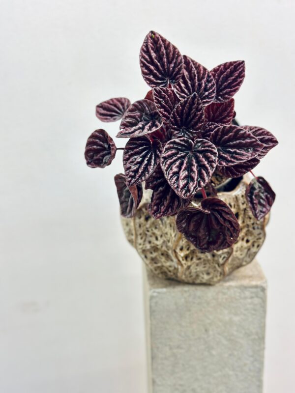 Peperomia Red Luna