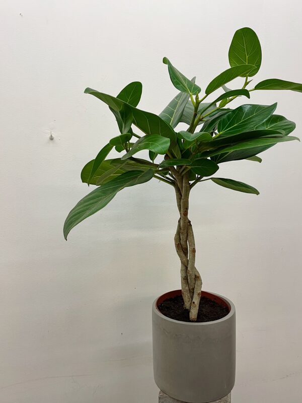 Ficus benhalensis Audrey