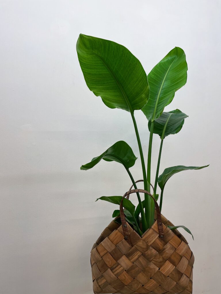 Strelitzia Nicolai