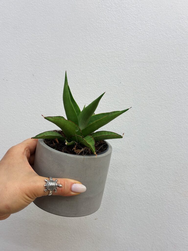 Sansevieria Platinum crown