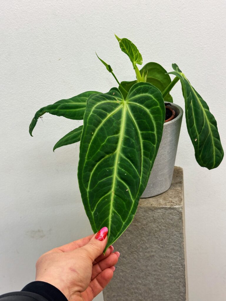 Anthurium villenaorum