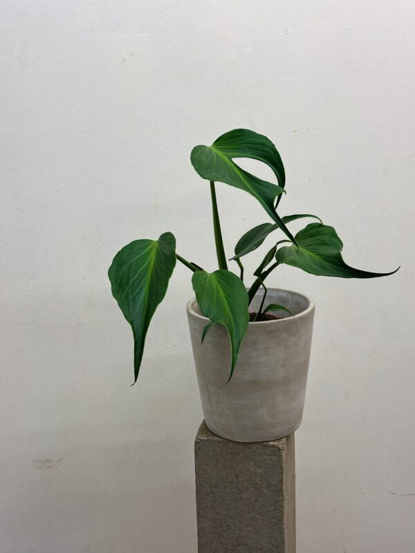 Monstera Burle Marx Flame