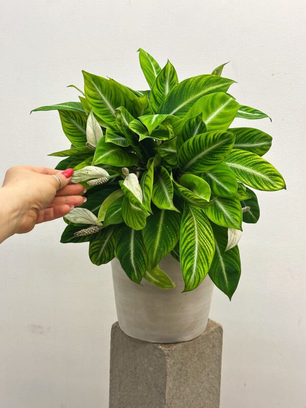 Spathiphyllum Silver streak