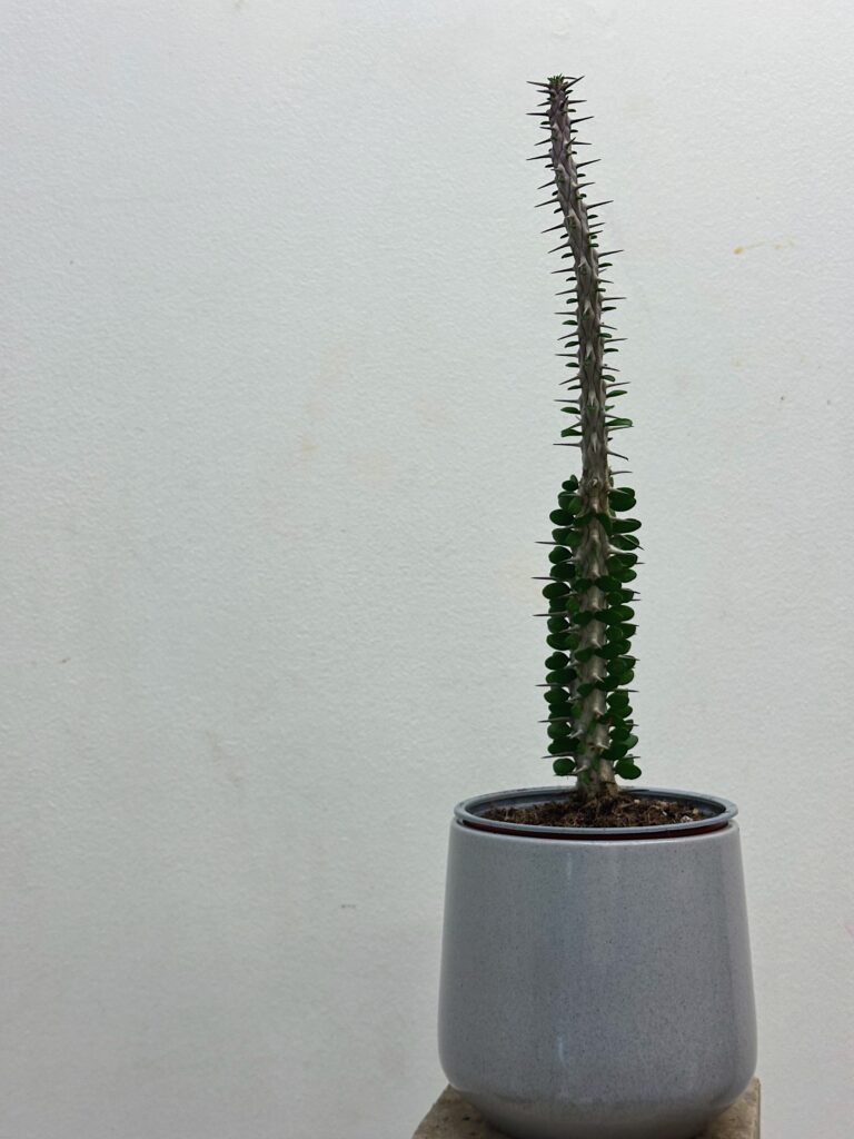 Alluaudia procera