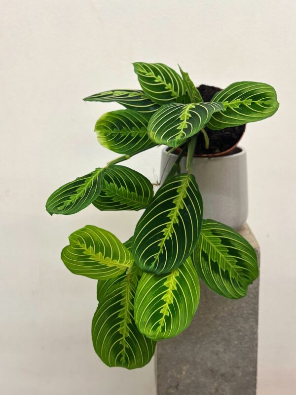 Maranta Lemon lime