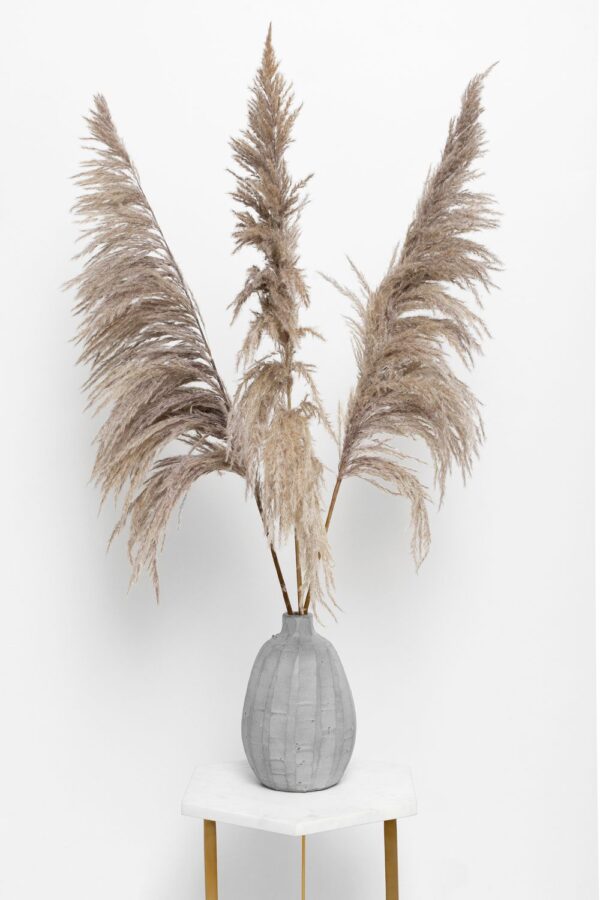 Natūralios spalvos kortaderija