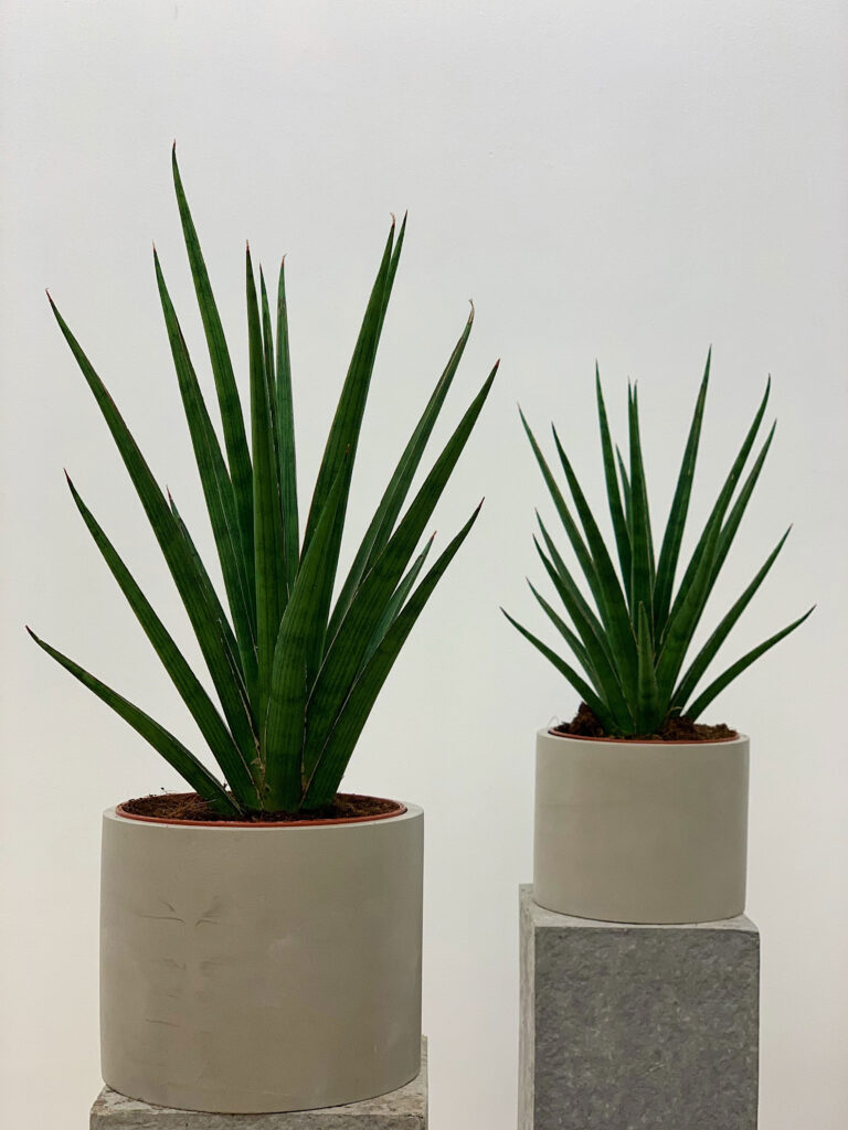Sansevieria Pineapple