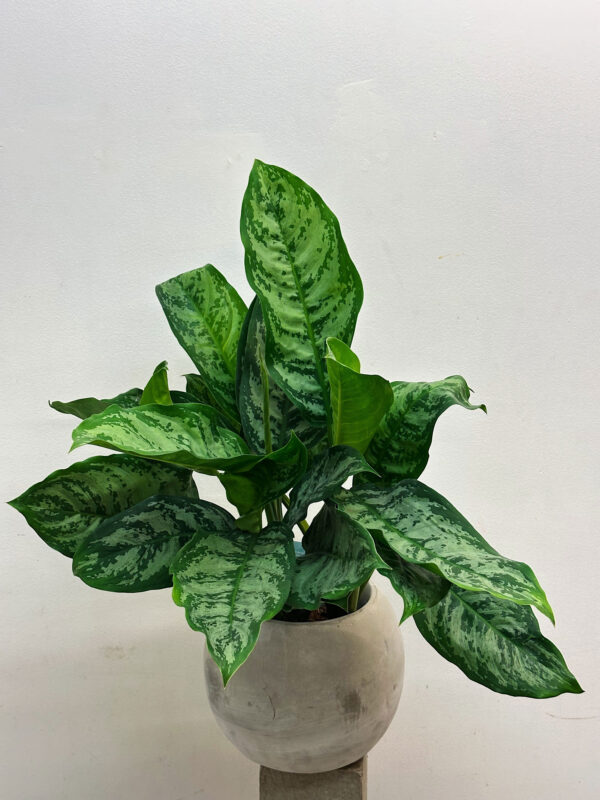 Aglaonema Chantal
