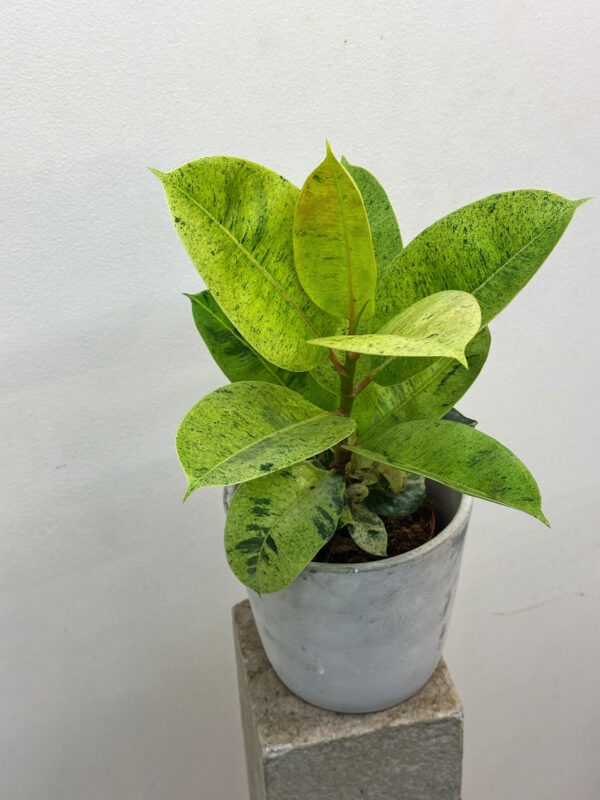 Ficus shiwereana Moonshine