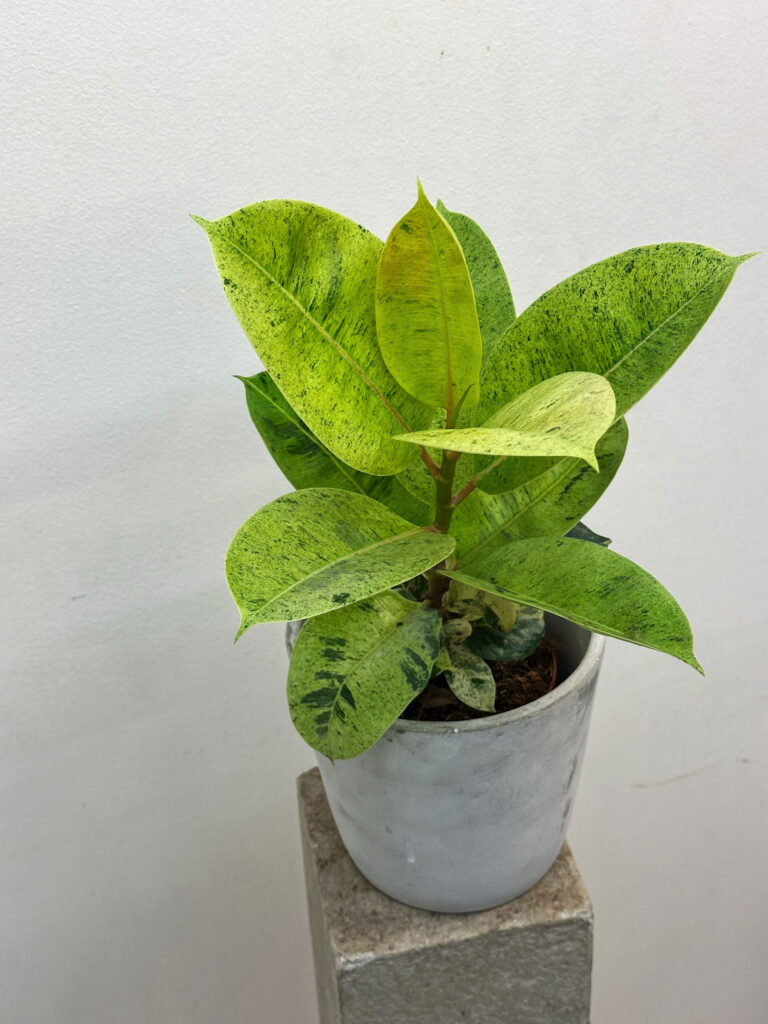 Ficus shiwereana Moonshine
