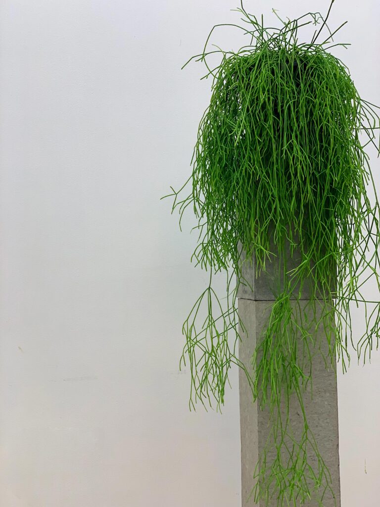 Rhipsalis baccifera