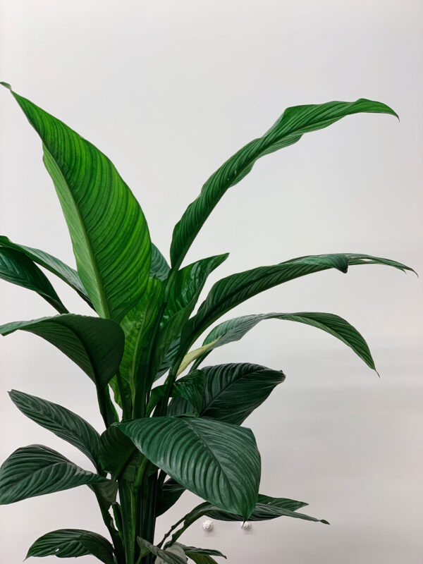 Spathiphyllum sensation