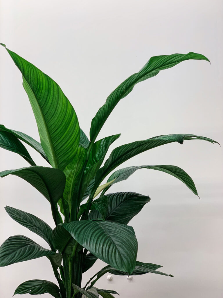 Spathiphyllum sensation
