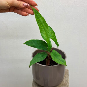 Alocasia Green carpet