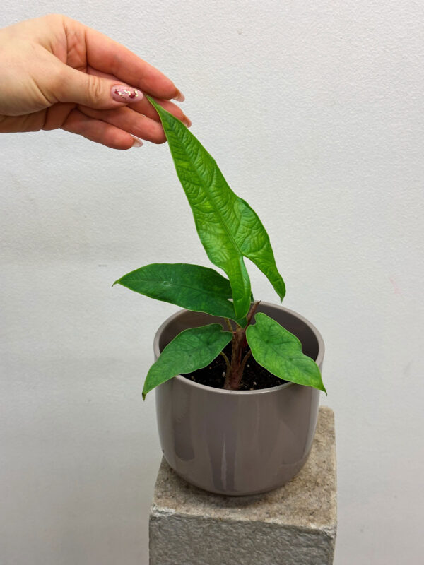 Alocasia Green carpet
