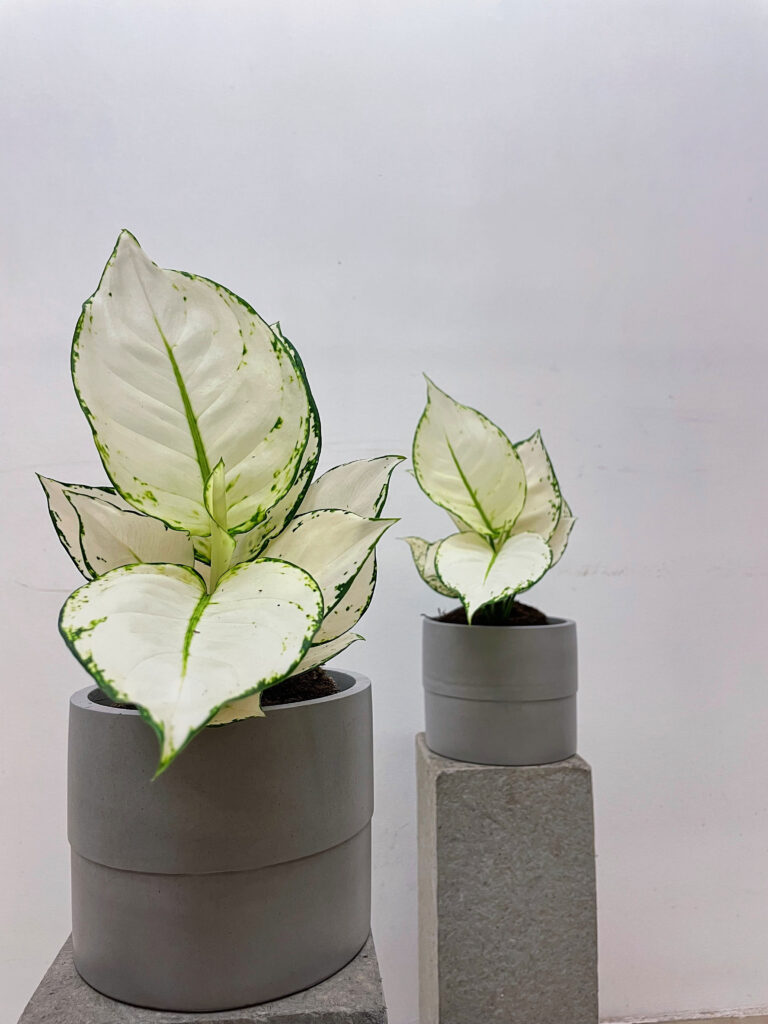 Aglaonema White joy