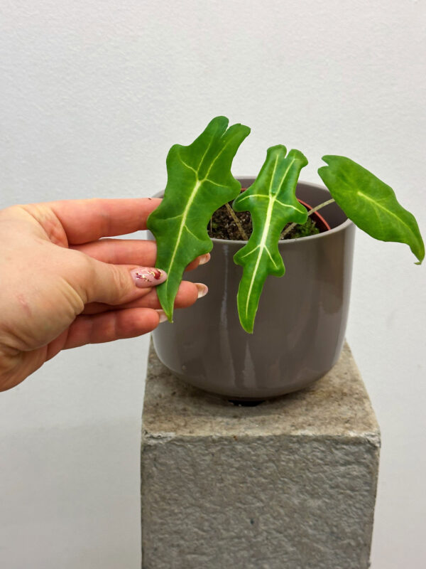 Alocasia Portei