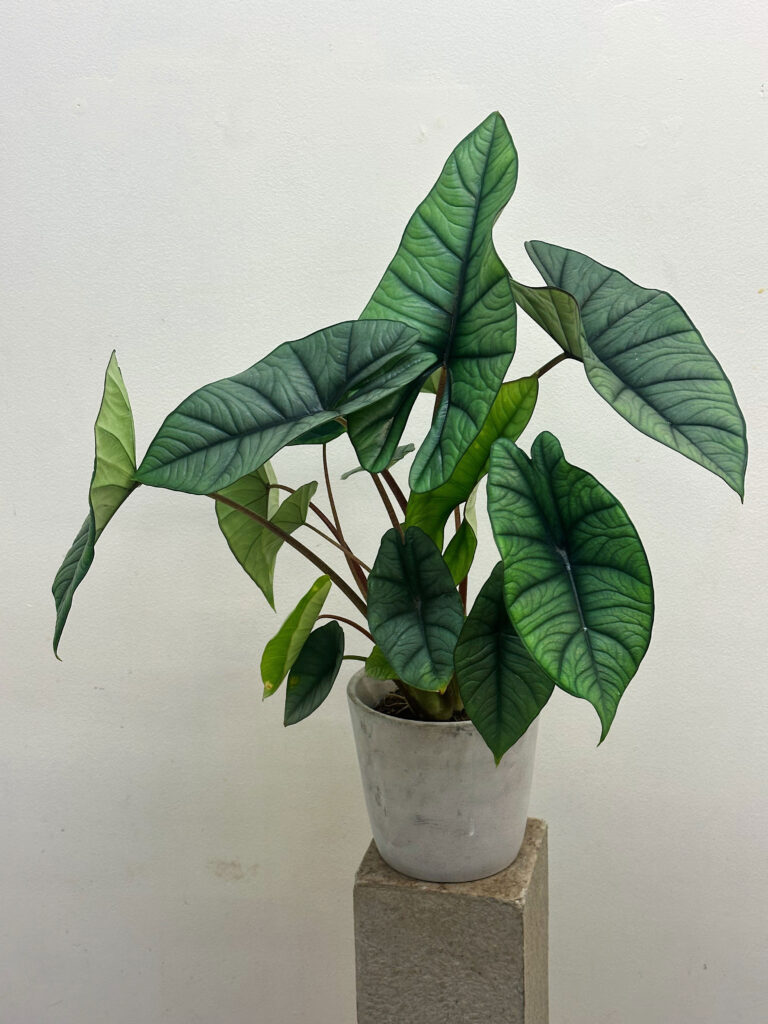 Alocasia platinum