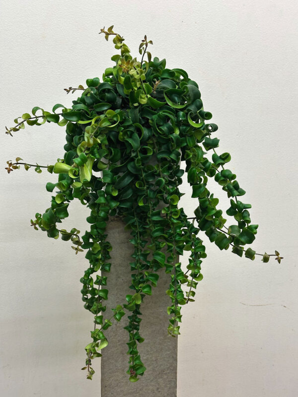 Aeschynanthus Bluster