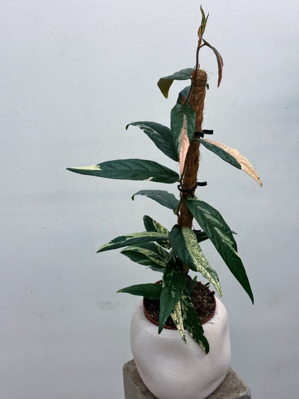 Ficus Sagittata variegata