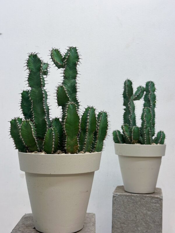Euphorbia polyacantha