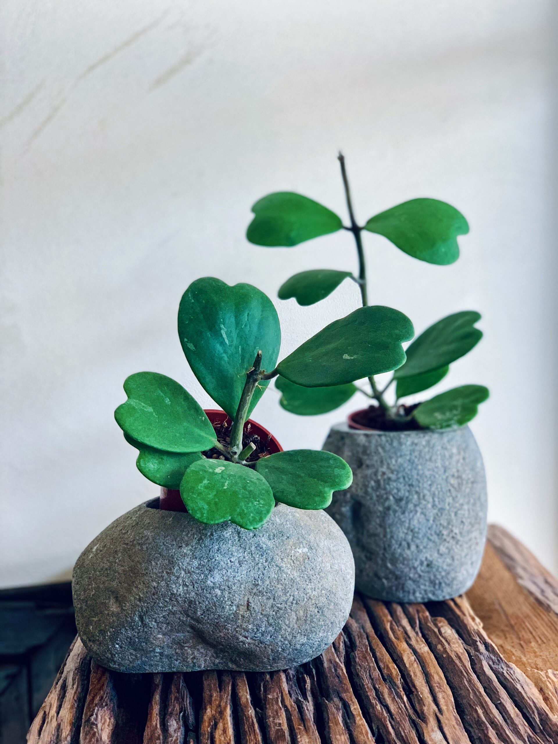 Hoya Kerrii