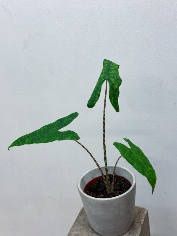Alocasia reticulata