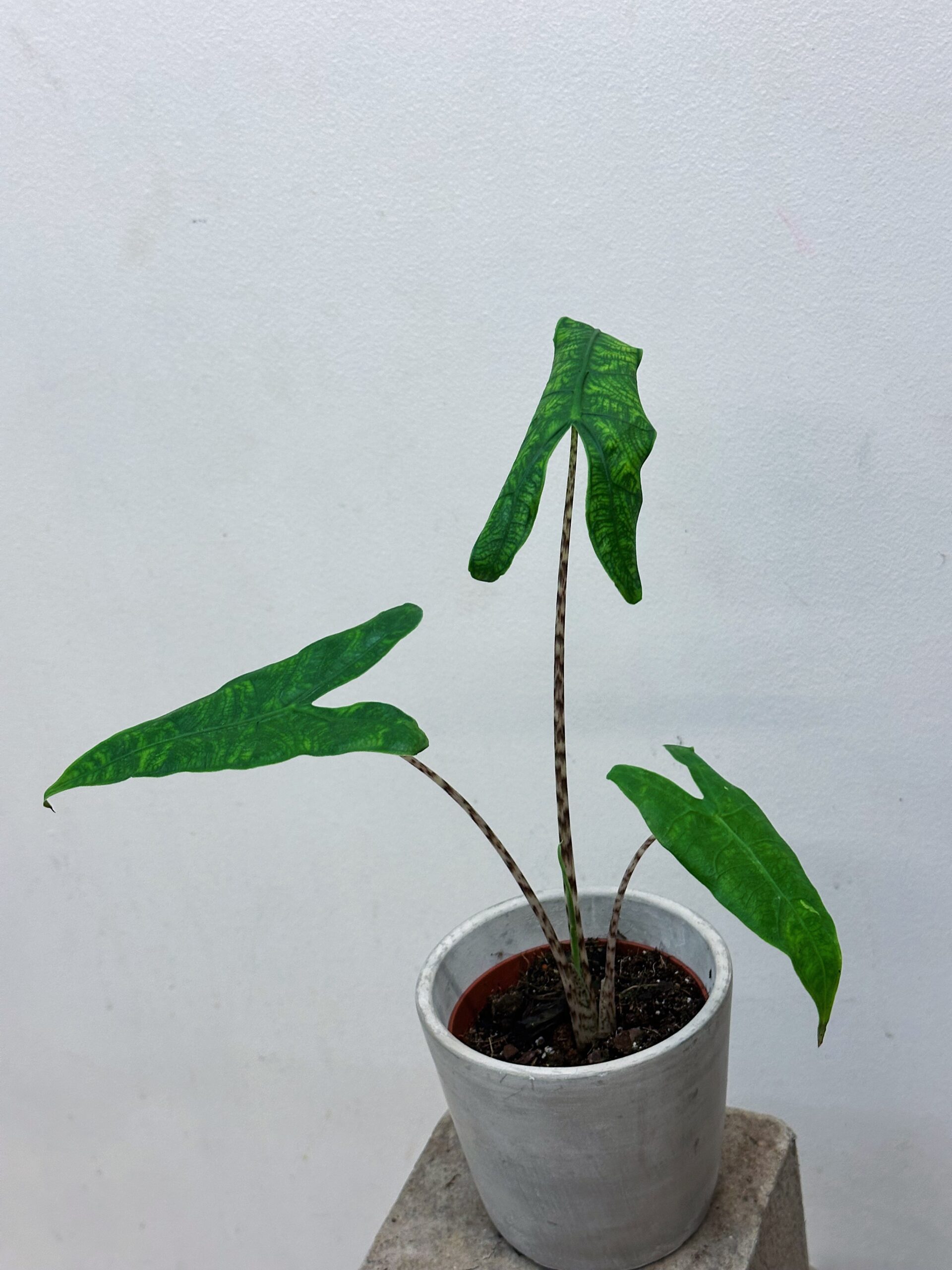 Alocasia reticulata